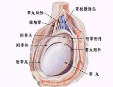 睾丸炎