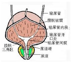 五招让你远离膀胱炎